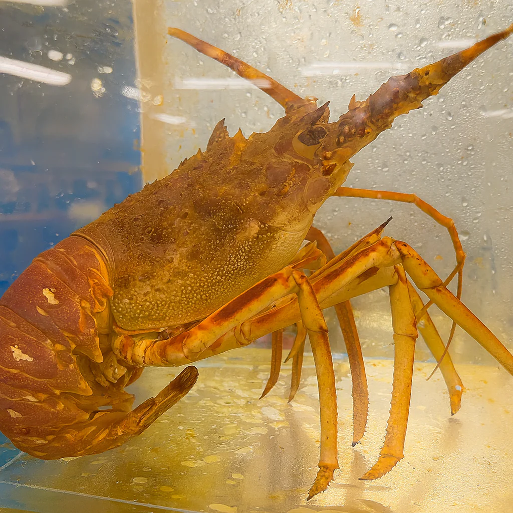 Global Seafoods' Premium Lobster Collection | Buy Lobster Online, Fresh Delivery